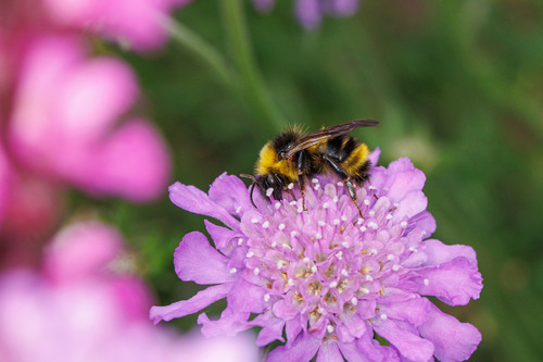 Yellowish Cuckoo Bumble bee (Bombus flavidus), a species recorded in Alaska