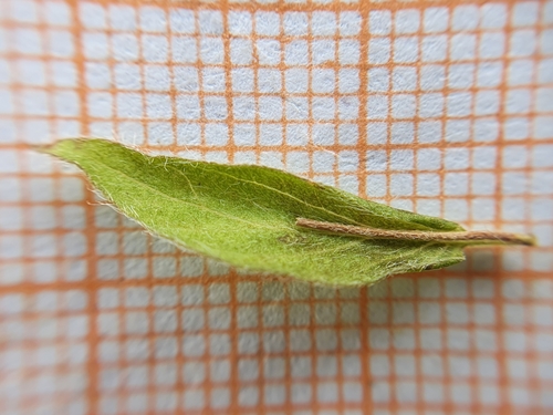 Convolvulus siculus subsp. siculus image