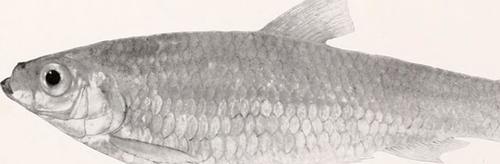 Amazon Spinejaw Sprat