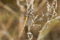 Macrothemis inacuta