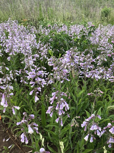 Penstemon hirsutus