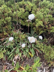 Armeria pseudarmeria