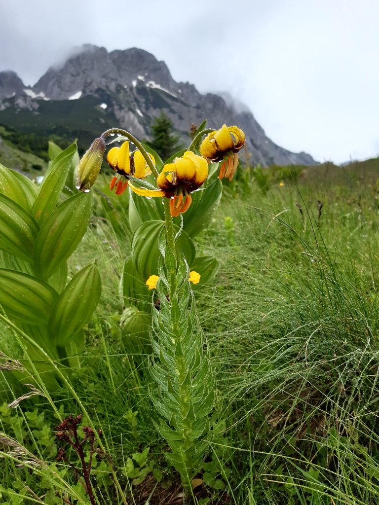 Bosnian Lily from Tjentište, Bosnia ed Erzegovina on June 9, 2022 at 01 ...