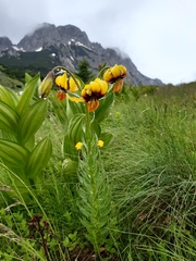 Lilium bosniacum