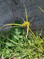 Cyperus eragrostis image