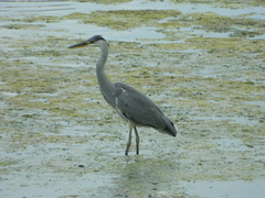 Ardea cinerea