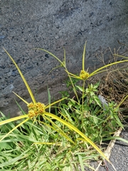 Cyperus eragrostis image