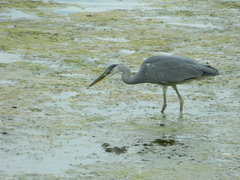 Ardea cinerea