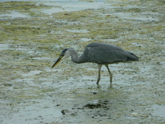 Ardea cinerea