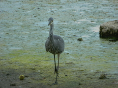 Ardea cinerea