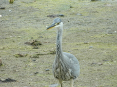 Ardea cinerea