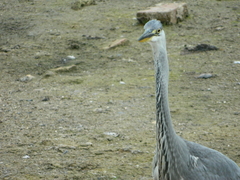Ardea cinerea