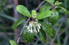 Coprosma waimeae