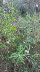 Cheirolophus sempervirens