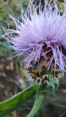 Cheirolophus sempervirens