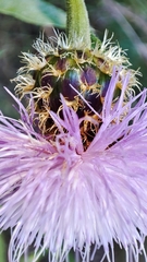 Cheirolophus sempervirens