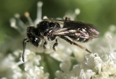 Andrena