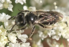 Andrena