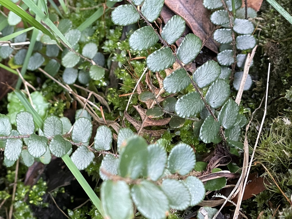 Pellaea rotundifolia frond detail