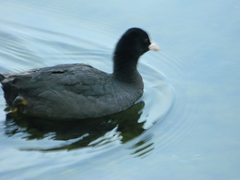 Fulica atra