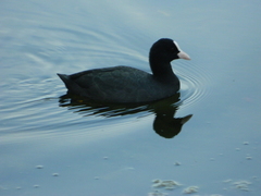 Fulica atra