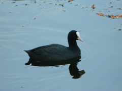 Fulica atra
