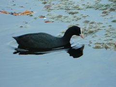 Fulica atra