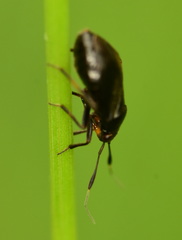 Capsus ater