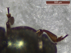 Brassicogethes aeneus