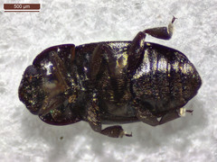 Brassicogethes aeneus