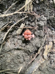 Fungi
