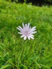 Scorzonera purpurea