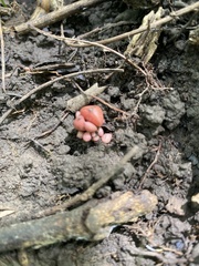 Fungi