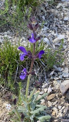 Salvia canescens