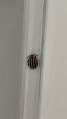 Kuschelina petaurista