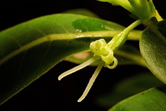 Coprosma waimeae