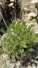 Artemisia arenaria