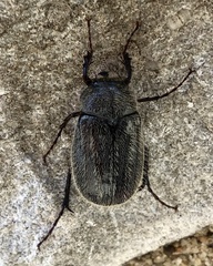 Phyllophaga crenulata