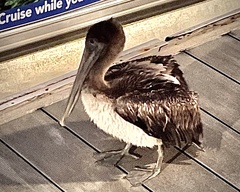 Pelecanus occidentalis