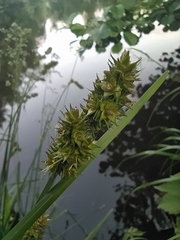 Carex vulpina