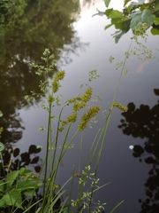 Carex vulpina