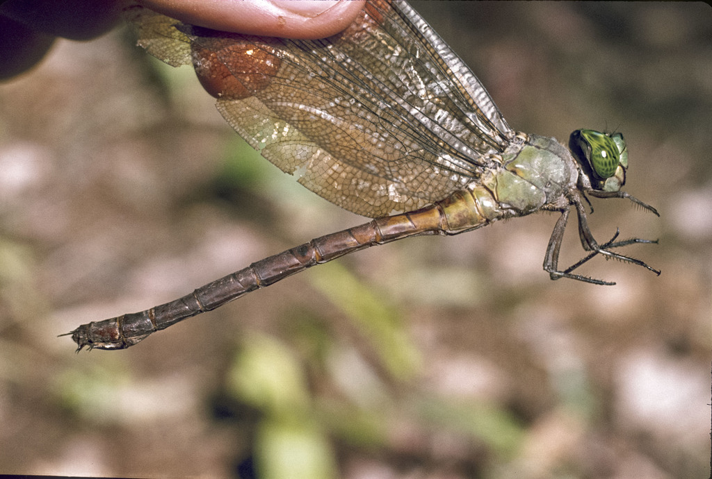 Staurophlebia auca