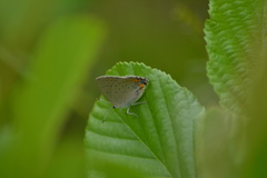 Satyrium acadica