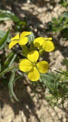 Erysimum repandum