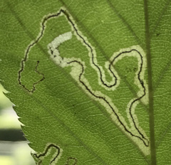 Stigmella lemniscella