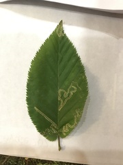 Stigmella lemniscella