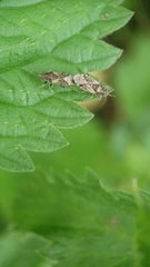 Heterogaster urticae