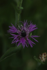 Oxythyrea funesta
