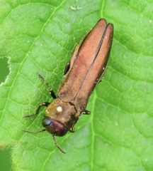 Agrilus cuprescens