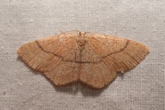 Cyclophora ruficiliaria